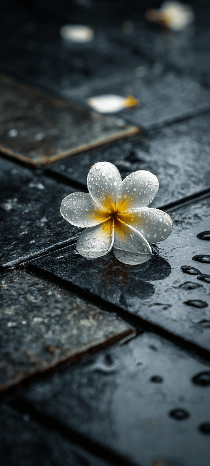 White Plumeria on Wet Stone — A Peaceful Nature Wallpaper for Your Phone