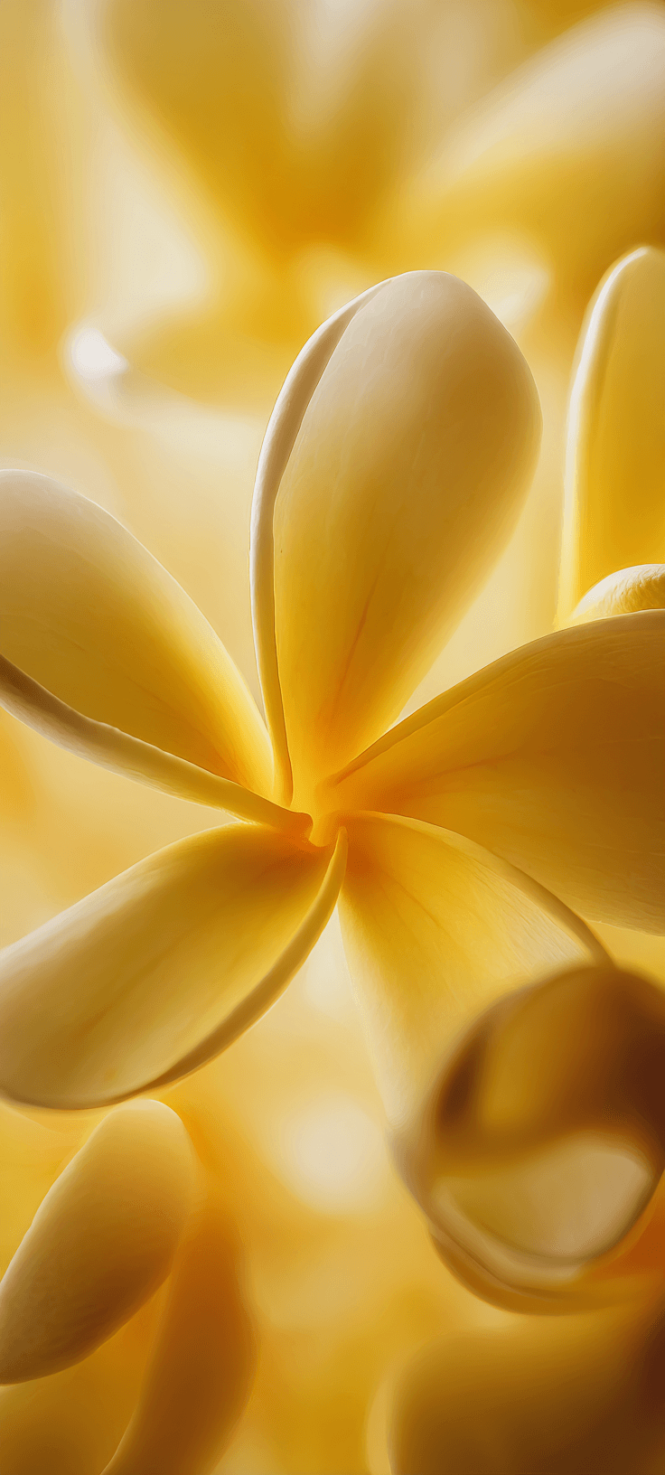 Soft Yellow Flower Macro Wallpaper: Golden Plumeria Aesthetic
