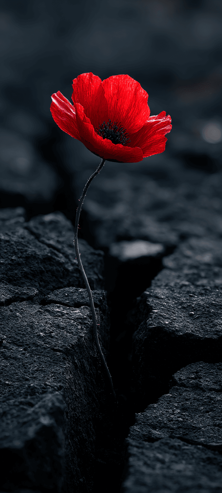 Red Poppy Flower Nature Wallpaper for iPhone Lock Screen - Dark Aesthetic