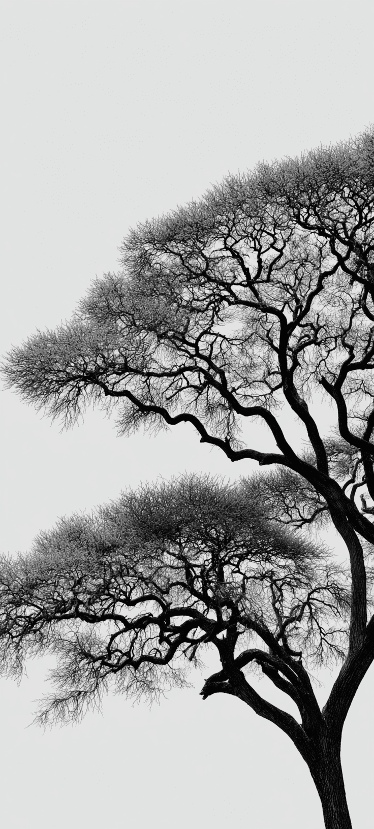 Minimalist Acacia Tree Silhouette Wallpaper in Black and White