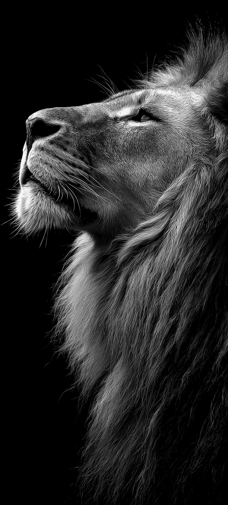 Majestic Black & White Lion Wallpaper — Bold Dark Aesthetic for Your Phone