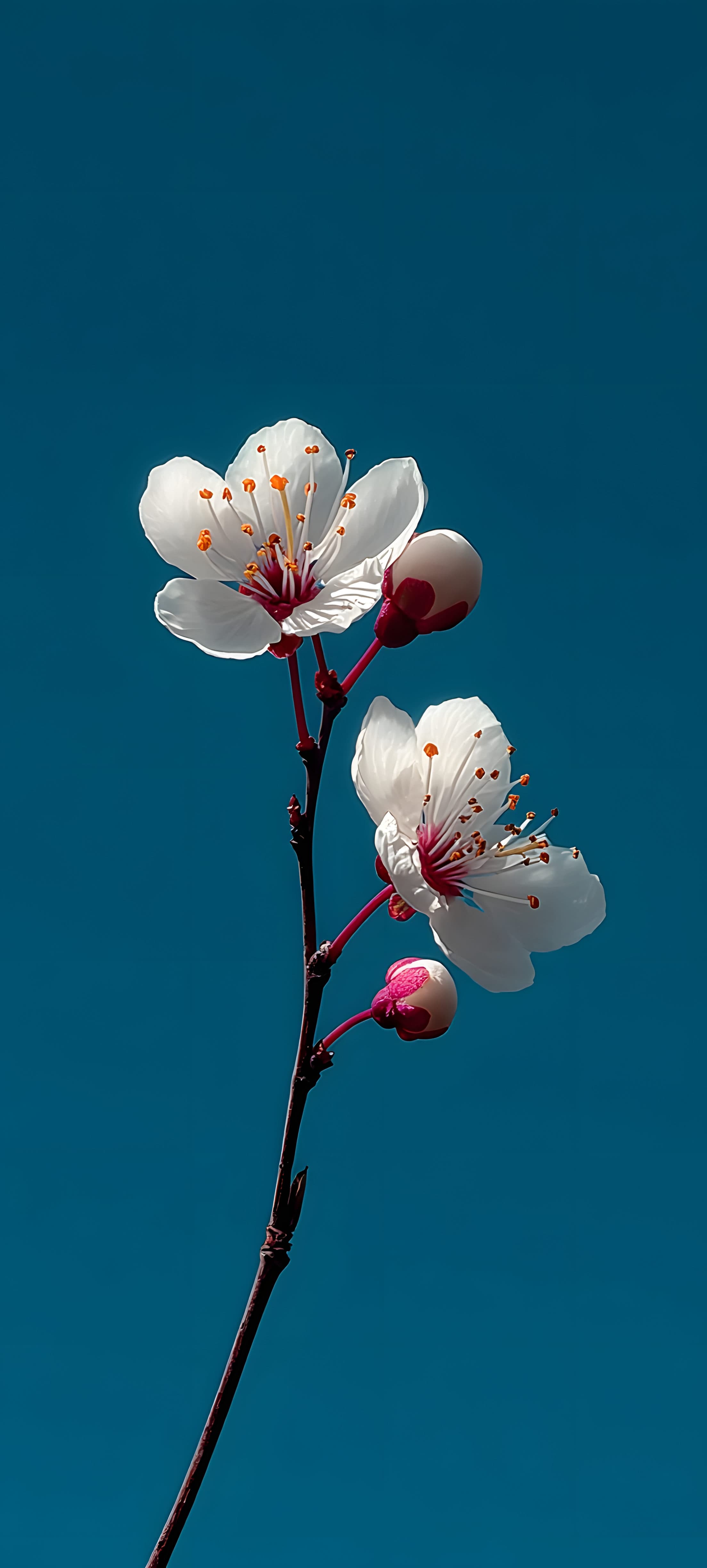 Cherry blossoms in full bloom against a deep blue sky, 4K mobile wallpaper
