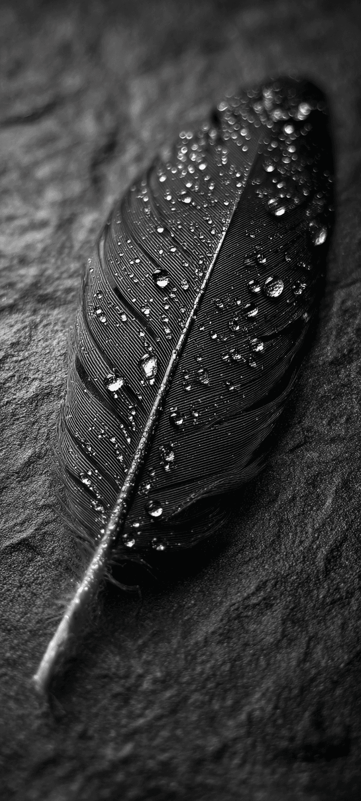 Macro close-up of black raven feather with water droplets on dark textured background, moody aesthetic 4K mobile wallpaper