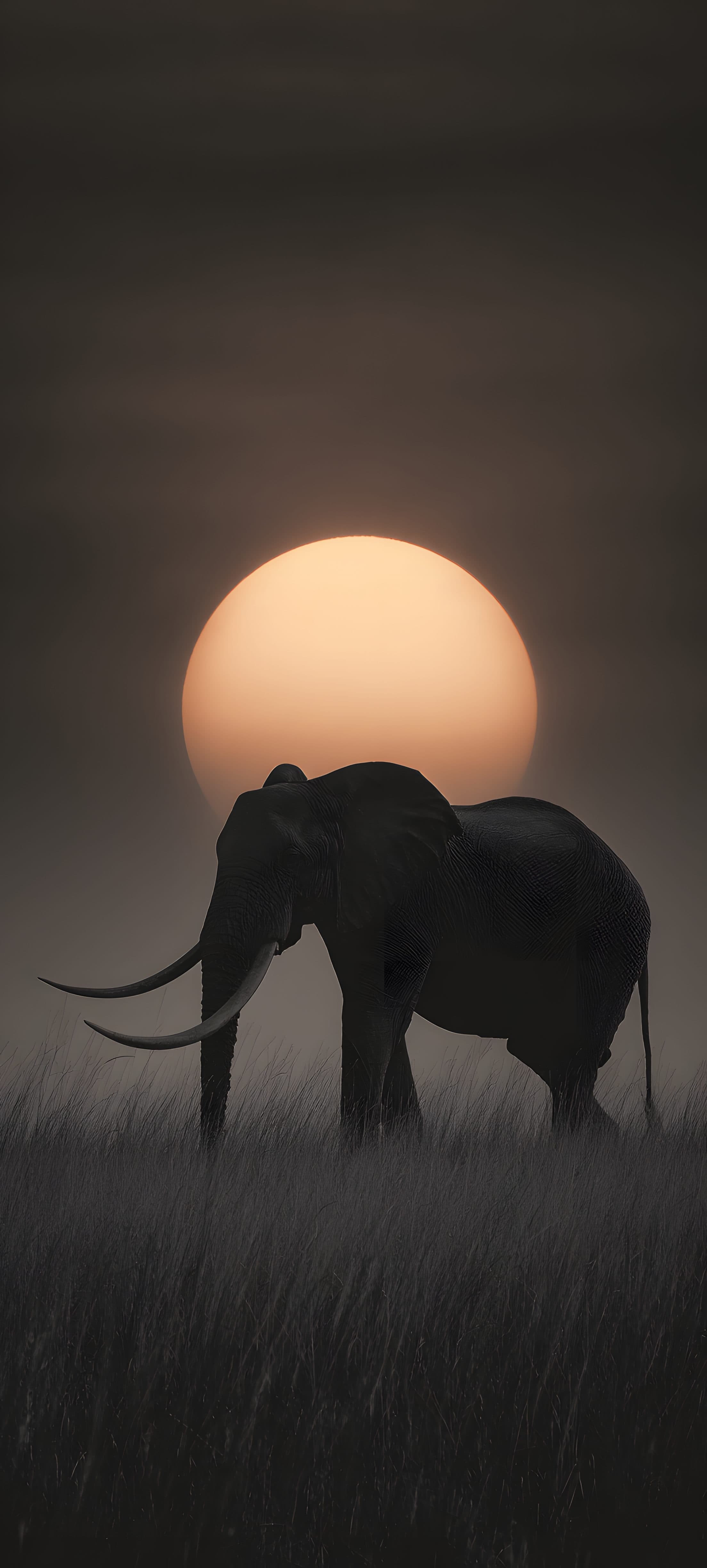 A silhouette of an elephant standing in tall grass with a vibrant sunset in the background.